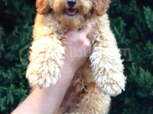 Apricot Maltipoo Dişi Yavrularımız