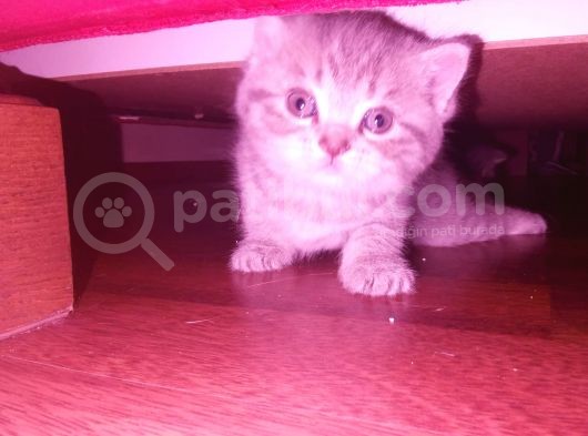 British Shorthair görsel