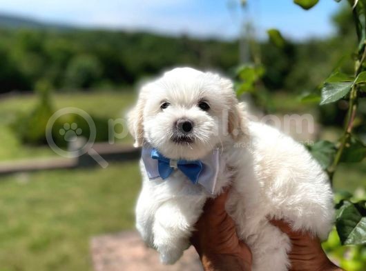 Tatlı Maltese Terrier görsel