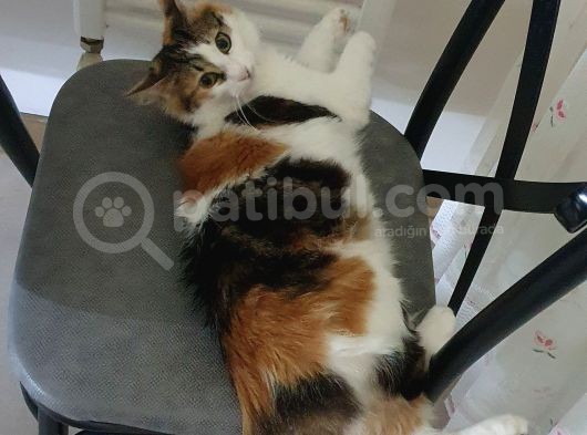 Lokum Kayboldu görsel
