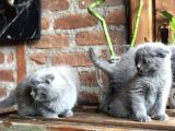 Scottish Fold Yavruları
