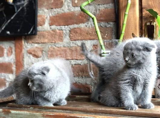 Scottish Fold Yavruları görsel