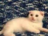 Beyaz Scottish Fold Son 2 Yavru