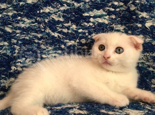 Beyaz Scottish Fold Son 2 Yavru görsel