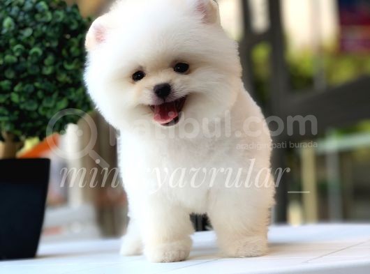 Ayıcık Teddy Face Pomeranian Yavrularımız görsel