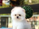 Ayıcık Teddy Face Pomeranian Yavrularımız