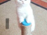 British Shorthair Tam 2 Aylık Yavrumuz