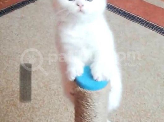 British Shorthair Tam 2 Aylık Yavrumuz