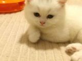British Shorthair Tam 2 Aylık Yavrumuz