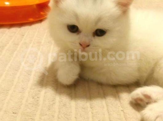 British Shorthair Tam 2 Aylık Yavrumuz görsel