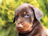 King Dobermann Yavruları