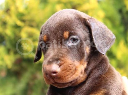 King Dobermann Yavruları görsel