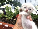Scottish Fold Yavruları