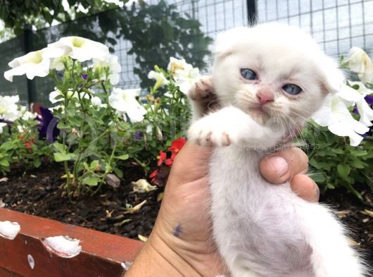 Scottish Fold Yavruları görsel