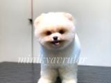 Irkının En İyileri Pomeranian Yavrularımız