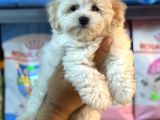 Bebek Surat Malitpoo Dişi Yavrumuz