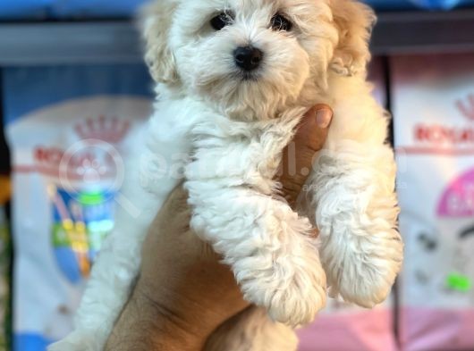 Bebek Surat Malitpoo Dişi Yavrumuz görsel