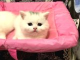 British Shorthair Tam 2 Aylık Yavrumuz