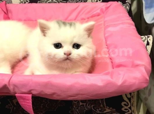 British Shorthair Tam 2 Aylık Yavrumuz görsel