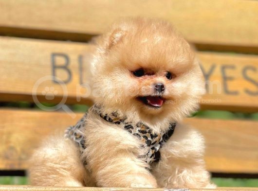 Safkan Pomeranian Boo Yavrularımız görsel