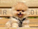 Safkan Pomeranian Boo Yavrularımız