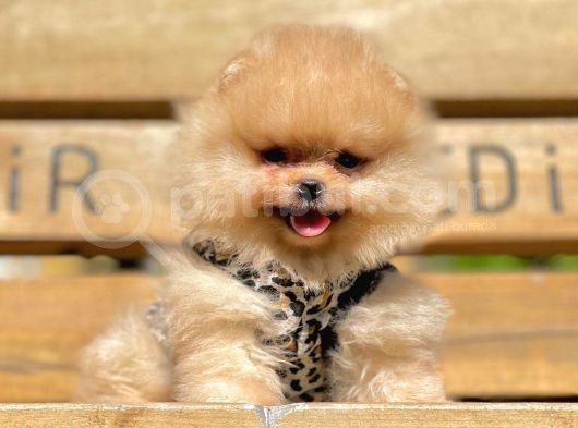 Safkan Pomeranian Boo Yavrularımız
