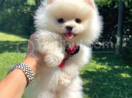 Safkan Pomeranian Boo Yavrularımız görsel