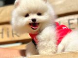 Safkan Pomeranian Boo Yavrularımız