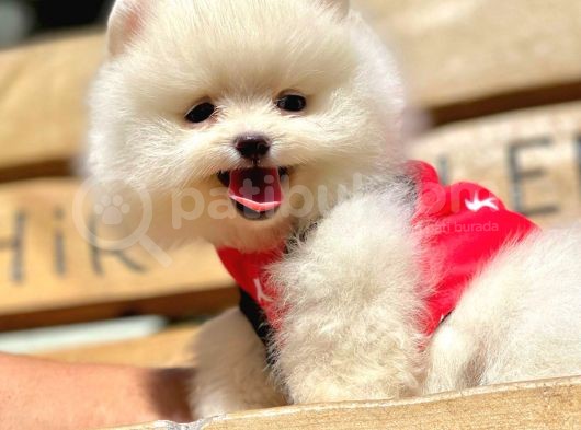 Safkan Pomeranian Boo Yavrularımız görsel