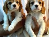 Muhteşem King Charles Cavalier Yavrularımız
