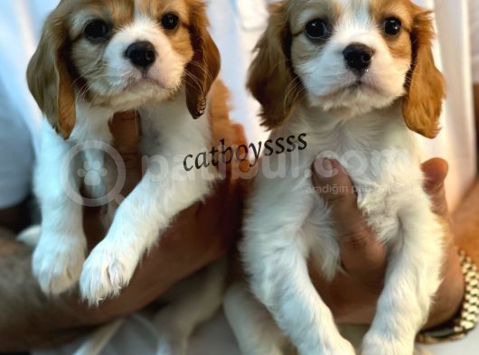 Muhteşem King Charles Cavalier Yavrularımız görsel