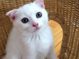 Beyaz Scottish Fold Son 2 Yavru
