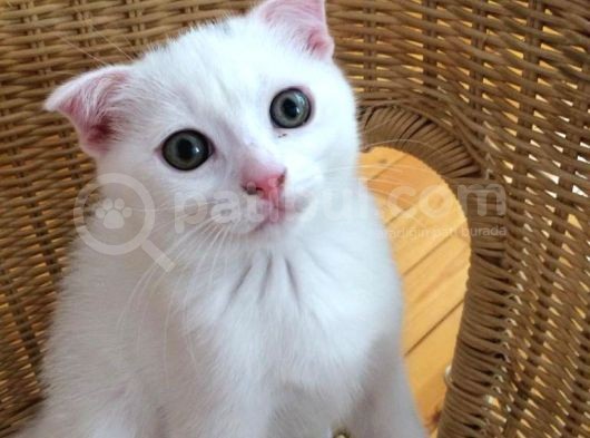 Beyaz Scottish Fold Son 2 Yavru görsel