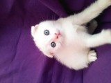 Beyaz Scottish Fold Son 2 Yavru