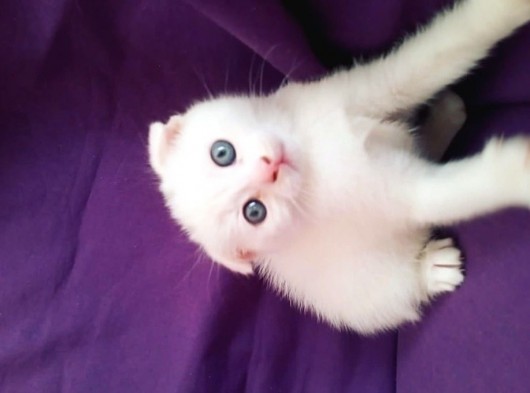 Beyaz Scottish Fold Son 2 Yavru