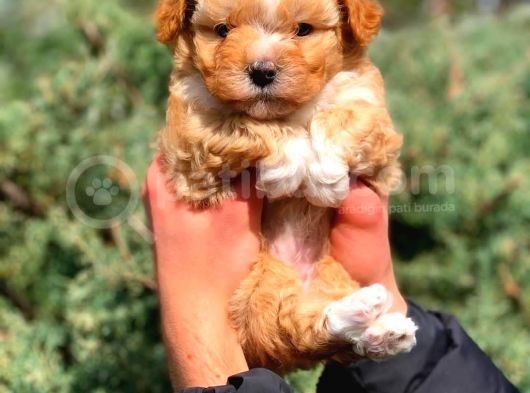 2.5 Aylık Erkek Ve Dişi Maltipoo Yavrular görsel
