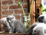 Scottish Fold Yavruları