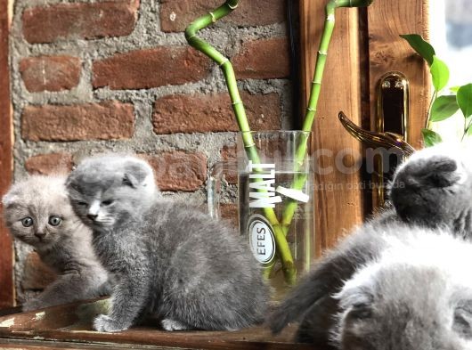 Scottish Fold Yavruları görsel
