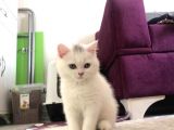 British Shorthair Tam 2 Aylık Yavrumuz