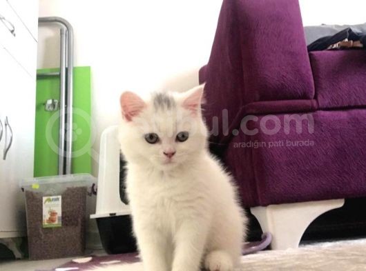 British Shorthair Tam 2 Aylık Yavrumuz görsel