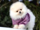 Safkan Pomeranian Arayanlara