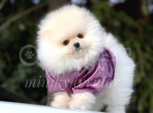 Safkan Pomeranian Arayanlara görsel