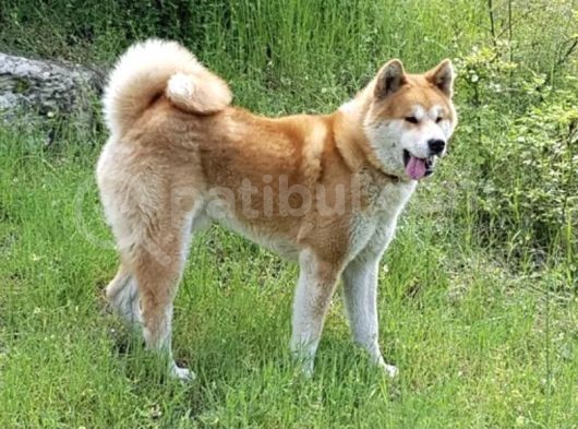 Saf Akita İnu Yavrular görsel
