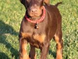 King Dobermann Yavruları