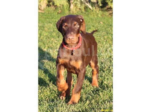 King Dobermann Yavruları görsel