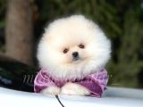 Safkan Pomeranian Arayanlara
