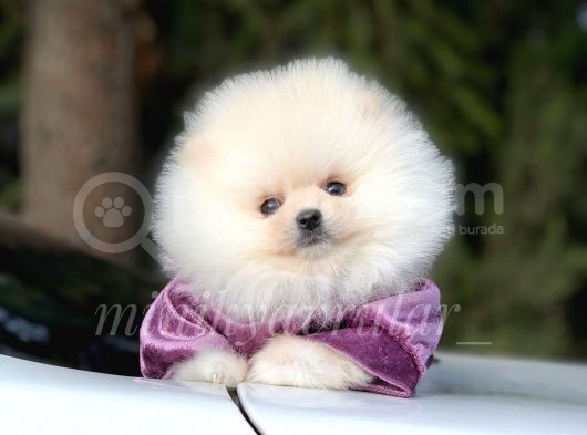 Safkan Pomeranian Arayanlara görsel
