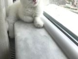 British Shorthair Tam 2 Aylık Yavrumuz