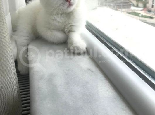 British Shorthair Tam 2 Aylık Yavrumuz görsel