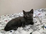 Russian Blue - British Shorthair